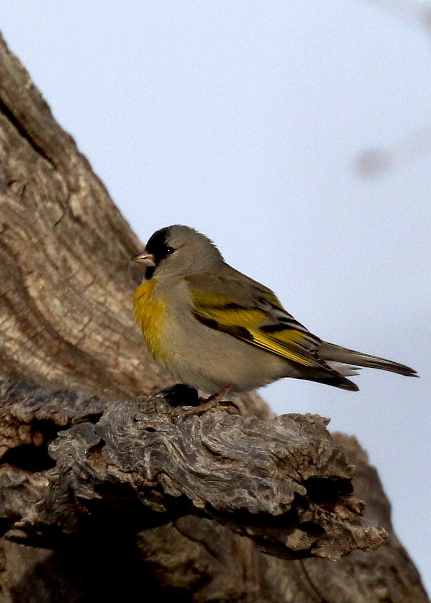 Lawrence's Goldfinch - ML147047501