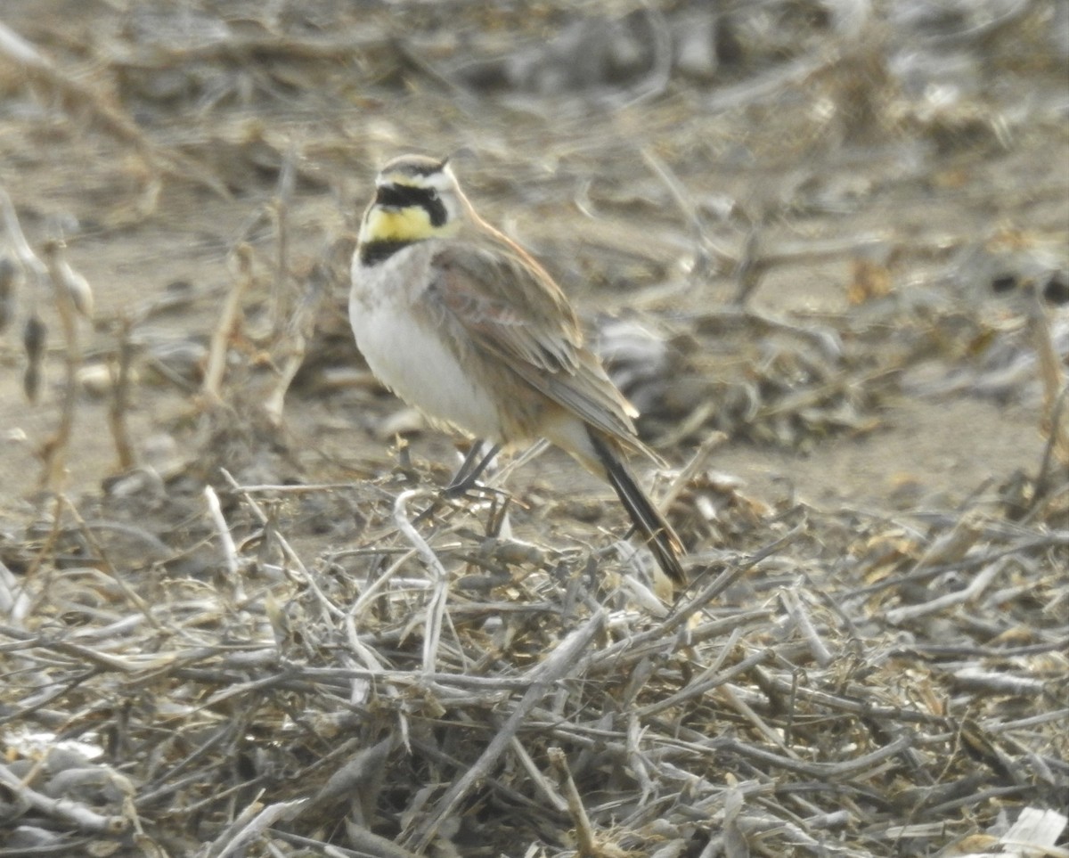 Horned Lark - ML147047541