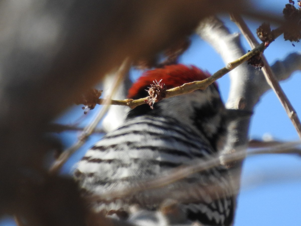 Ladder-backed Woodpecker - ML147047591
