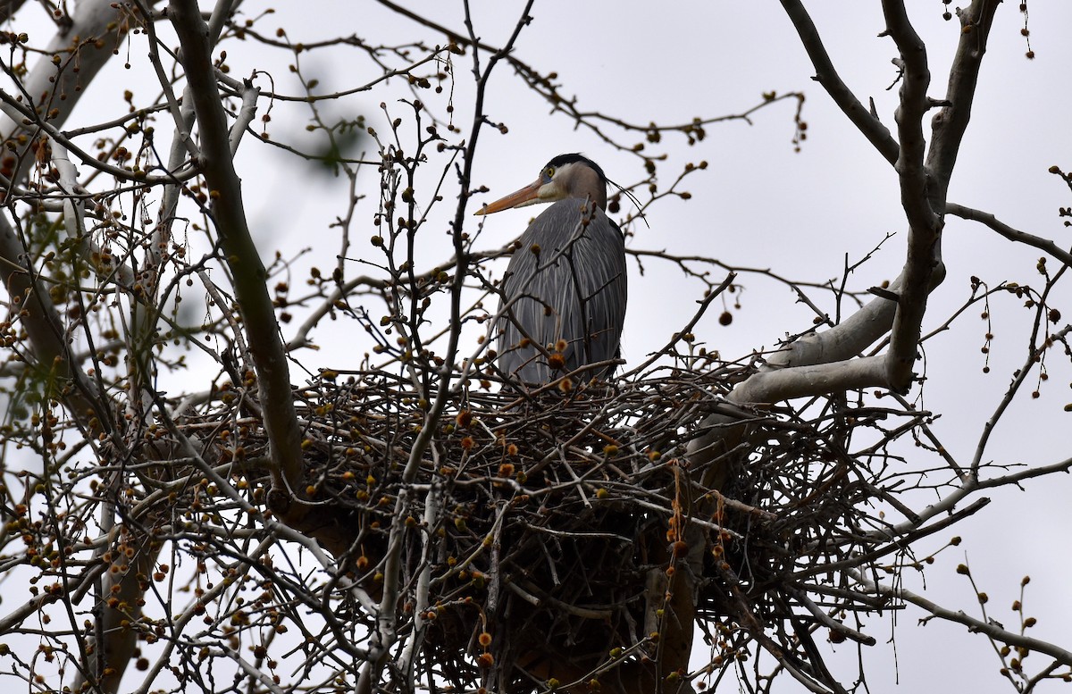 Great Blue Heron - ML147047601