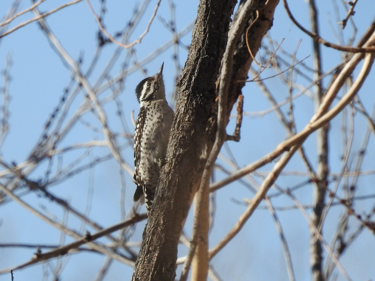 Ladder-backed Woodpecker - ML147047631
