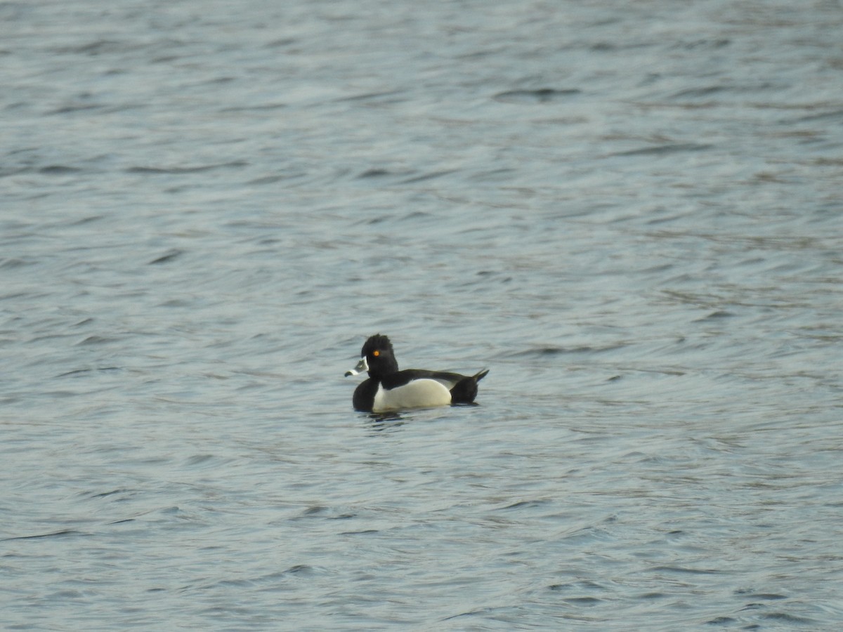 Ring-necked Duck - ML147047771