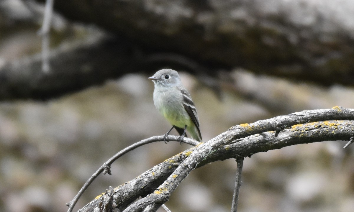 Hammond's Flycatcher - ML147048001