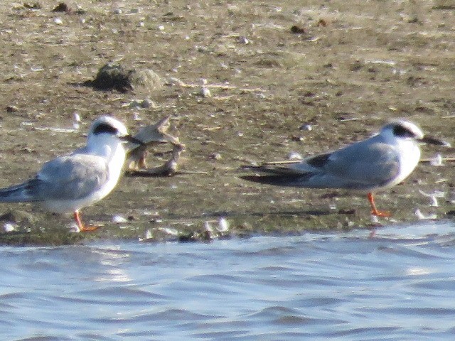 Forster's Tern - ML147048101