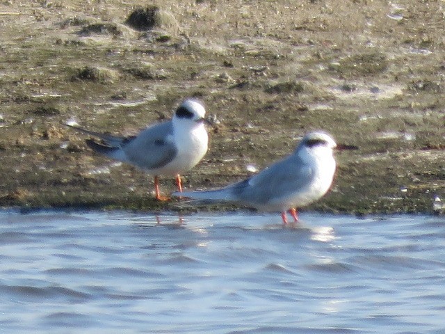 Forster's Tern - ML147048131