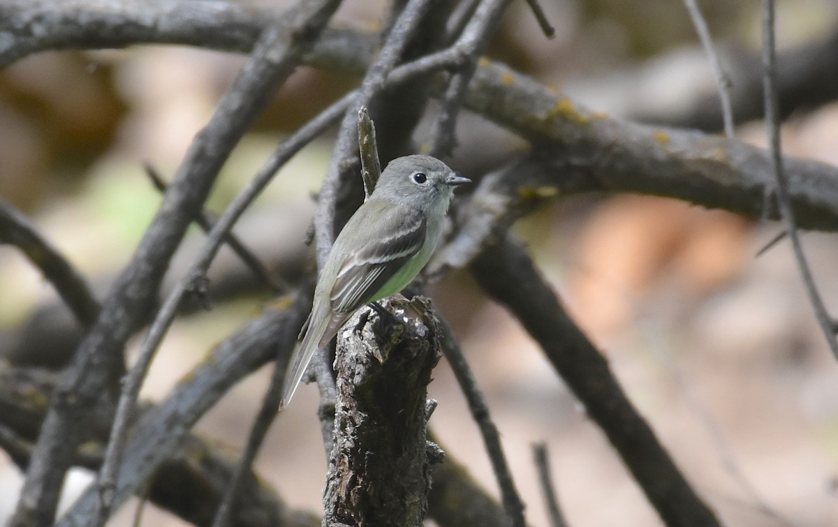 Hammond's Flycatcher - ML147048331