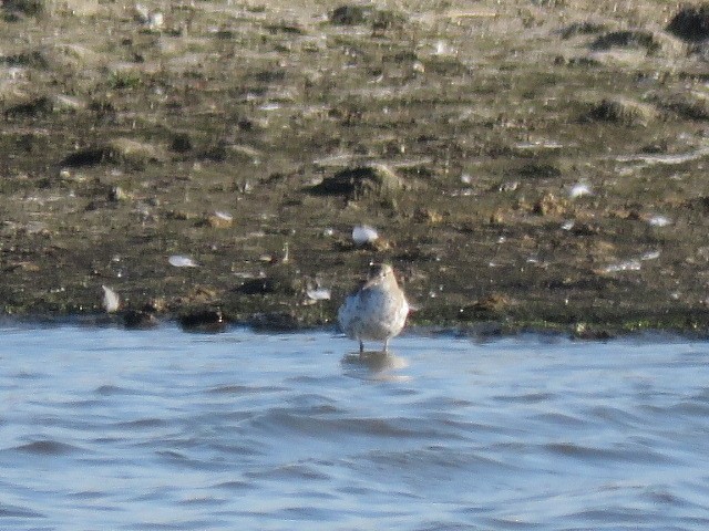 Spotted Sandpiper - ML147048391