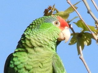 Lilac-crowned Parrot - ML147048681