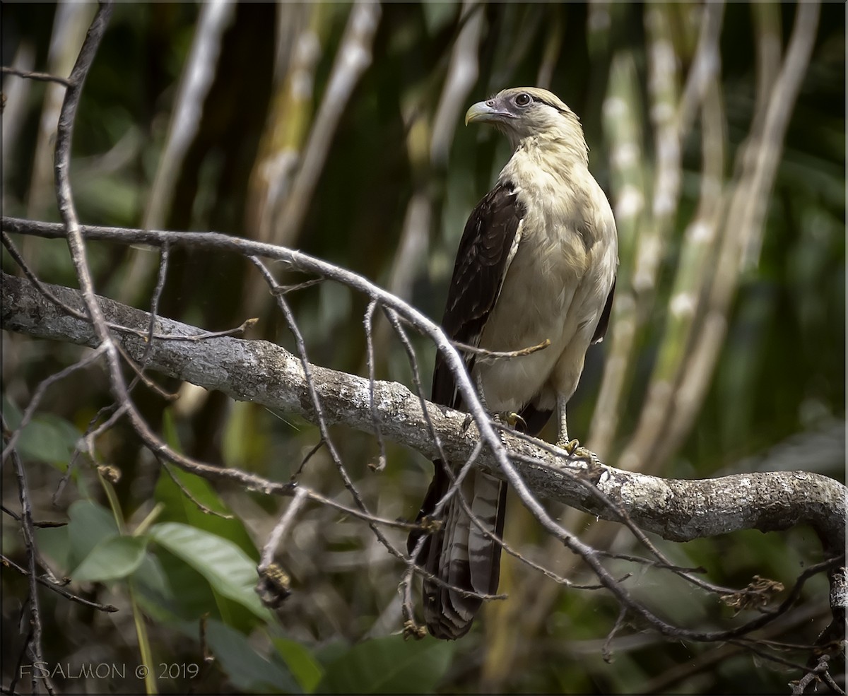 Caracara à tête jaune - ML147050311