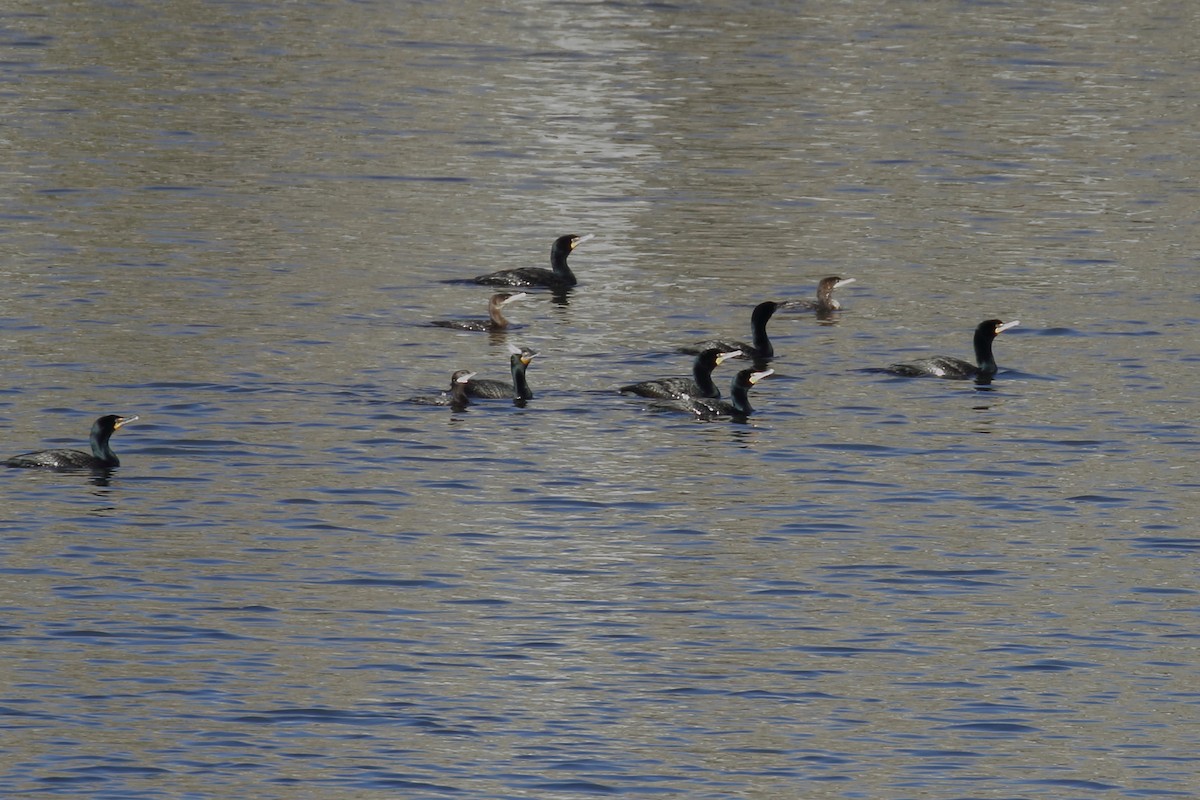 Double-crested Cormorant - Jonathan Batkin