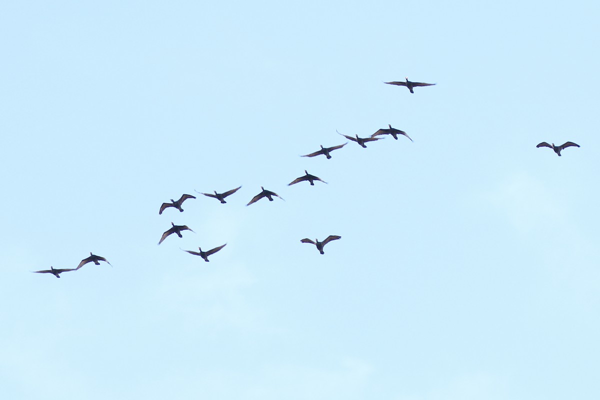 Double-crested Cormorant - ML147051881