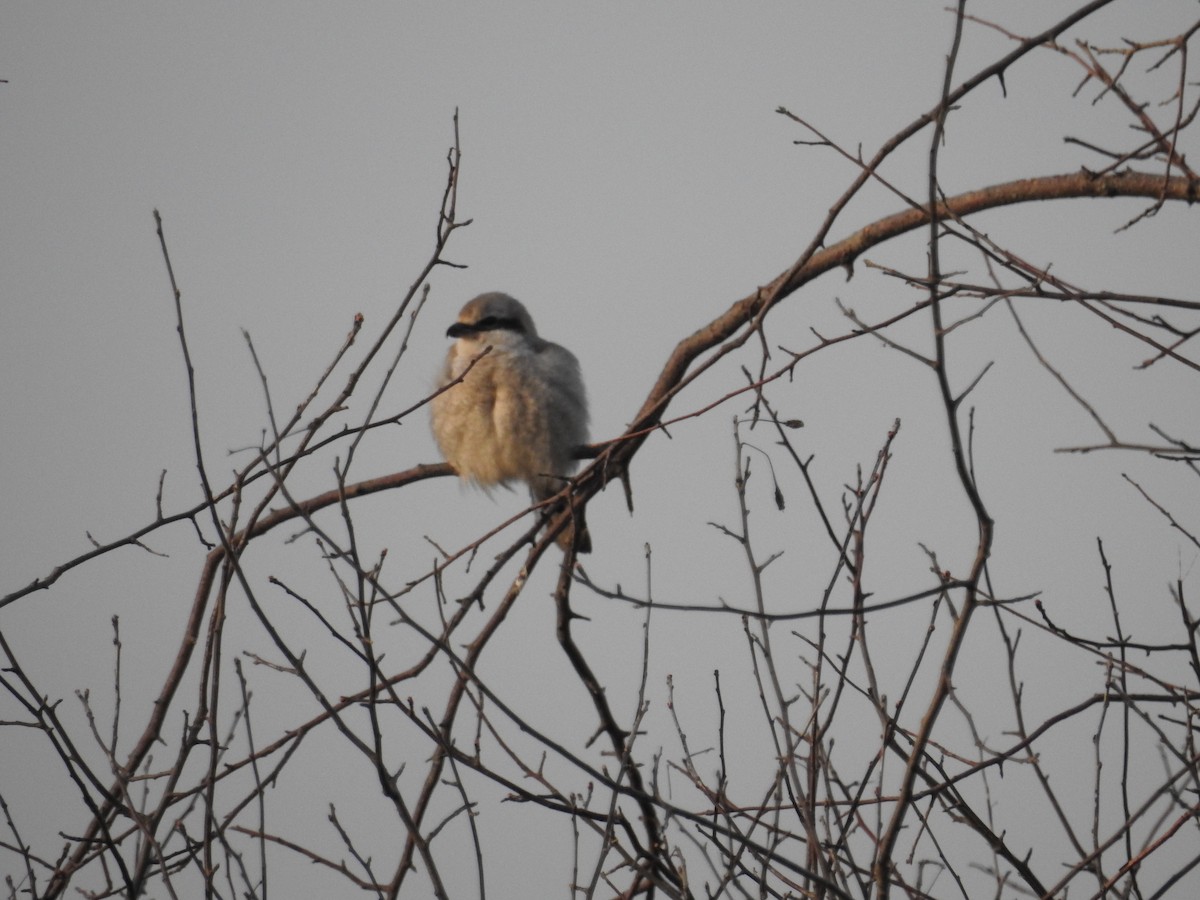 Northern Shrike - Neill Vanhinsberg