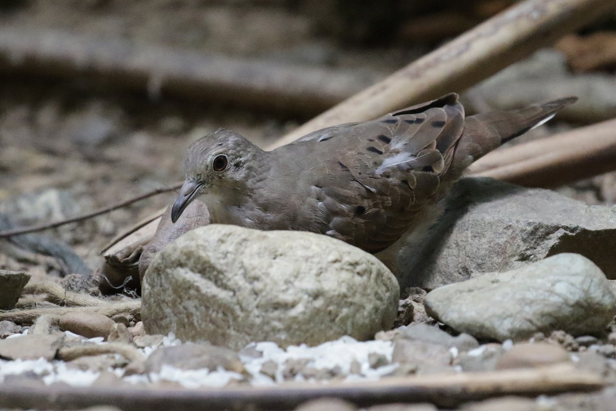 Ruddy Ground Dove - Cameron Eckert