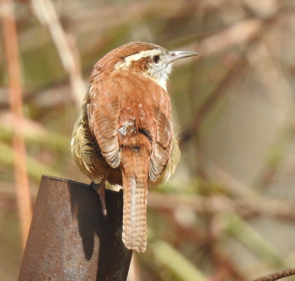 Carolina Wren - ML147053911