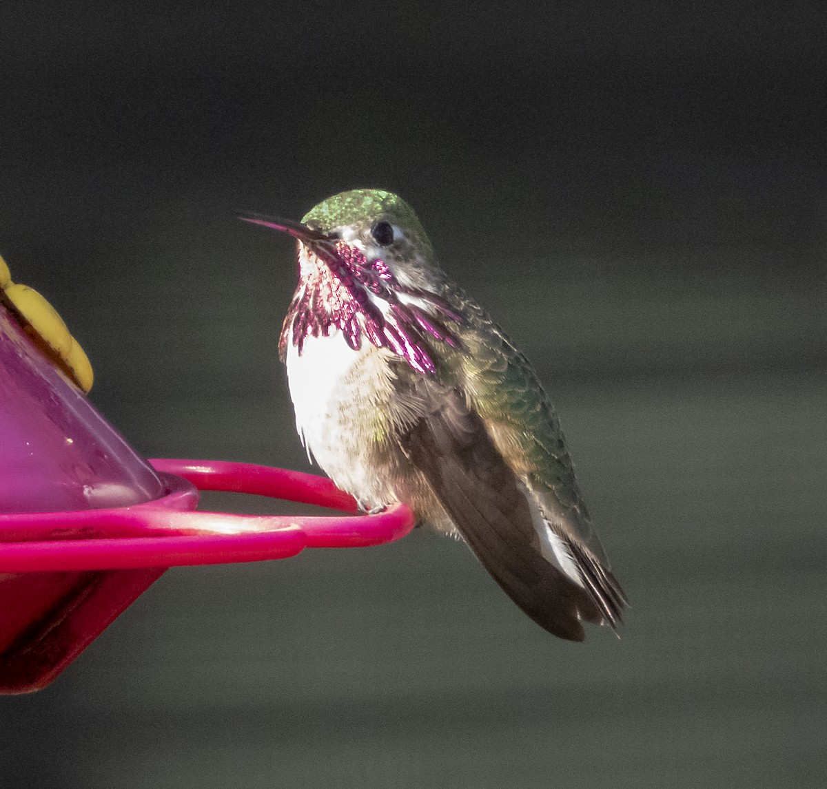 Calliope Hummingbird - Norman Pillsbury