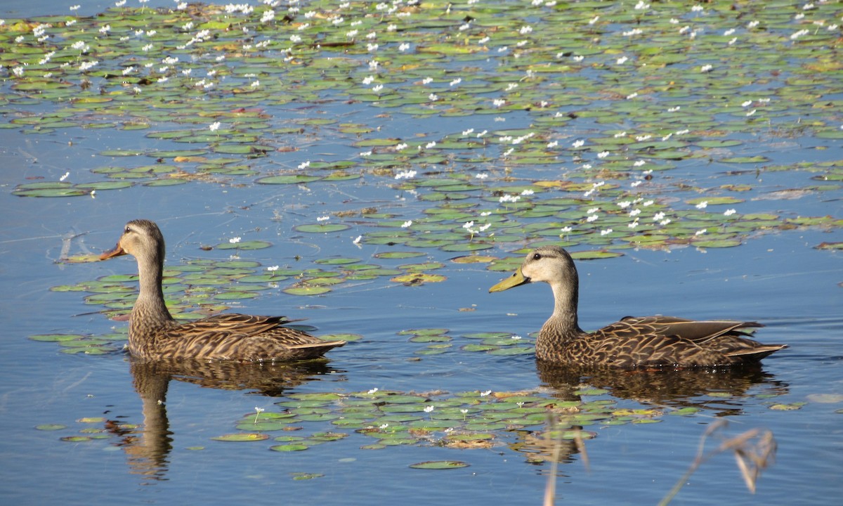 Mottled Duck - ML147054481