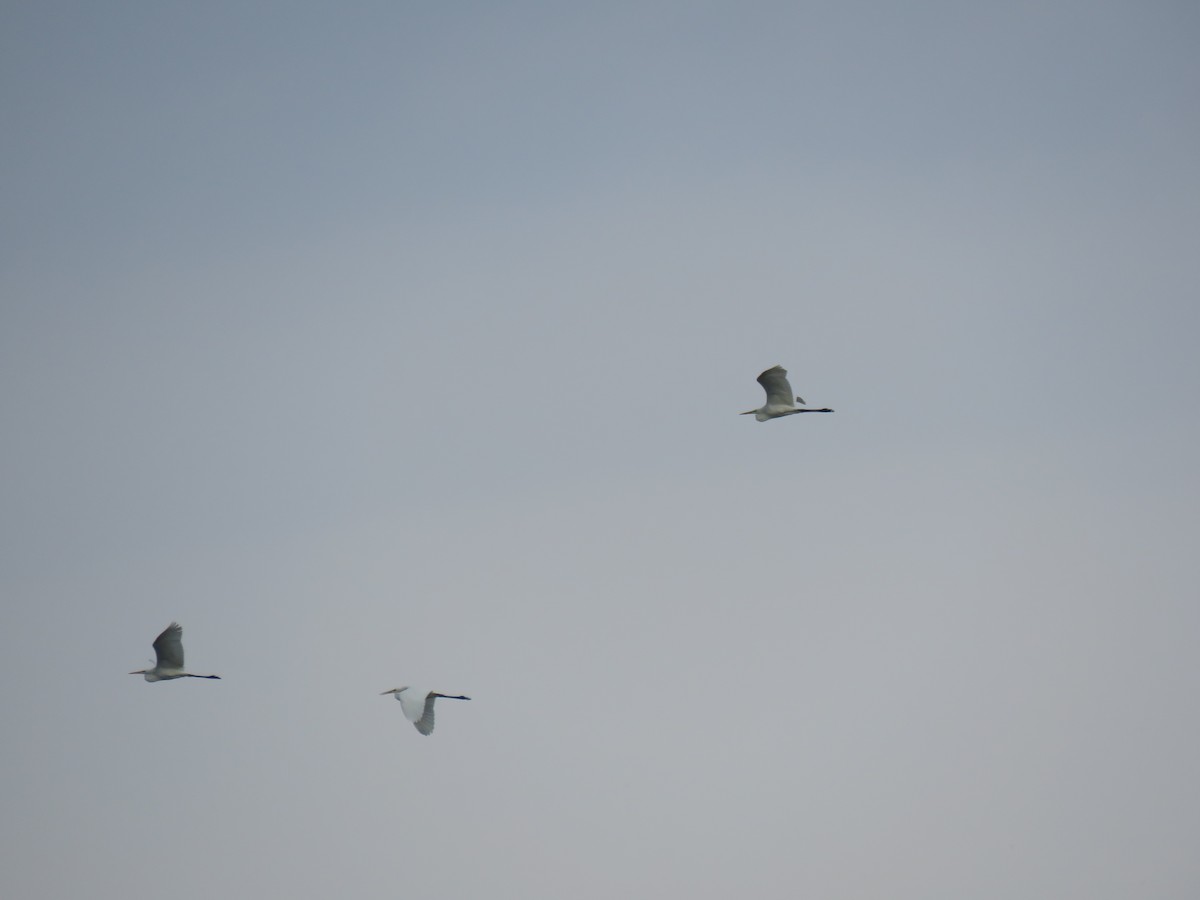 Great Egret - ML147055181