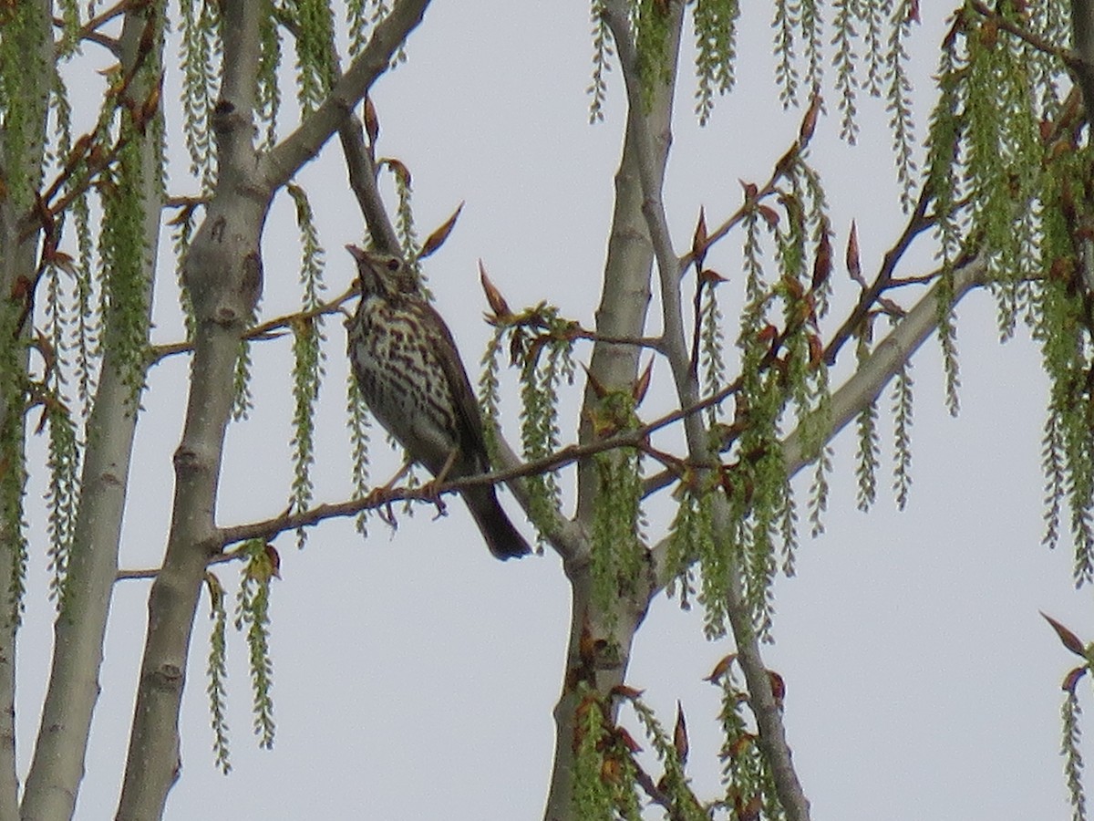 Song Thrush - ML147055331