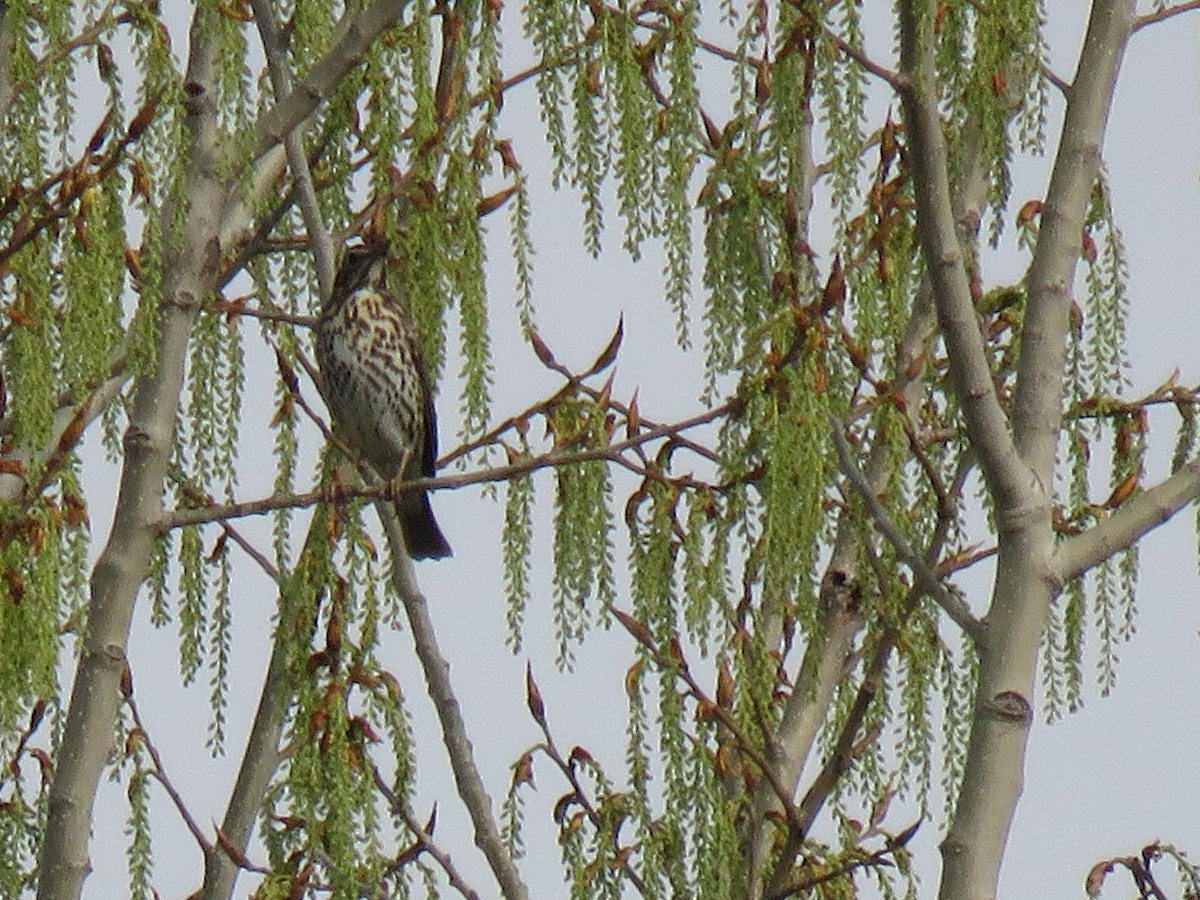 Song Thrush - ML147055341