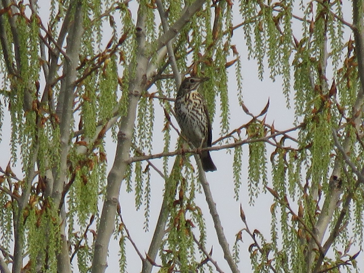 Song Thrush - ML147055351