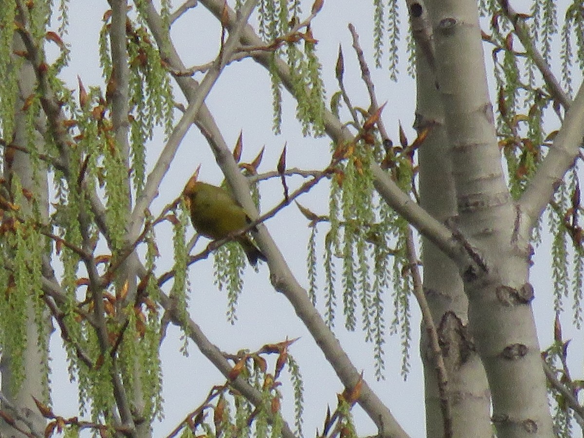 European Greenfinch - ML147055391