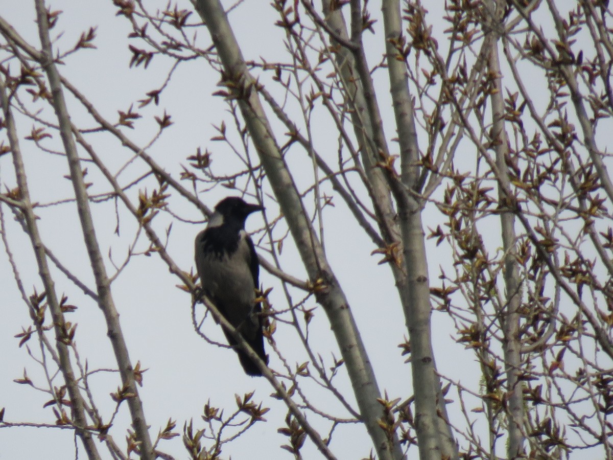 Hooded Crow - ML147055461