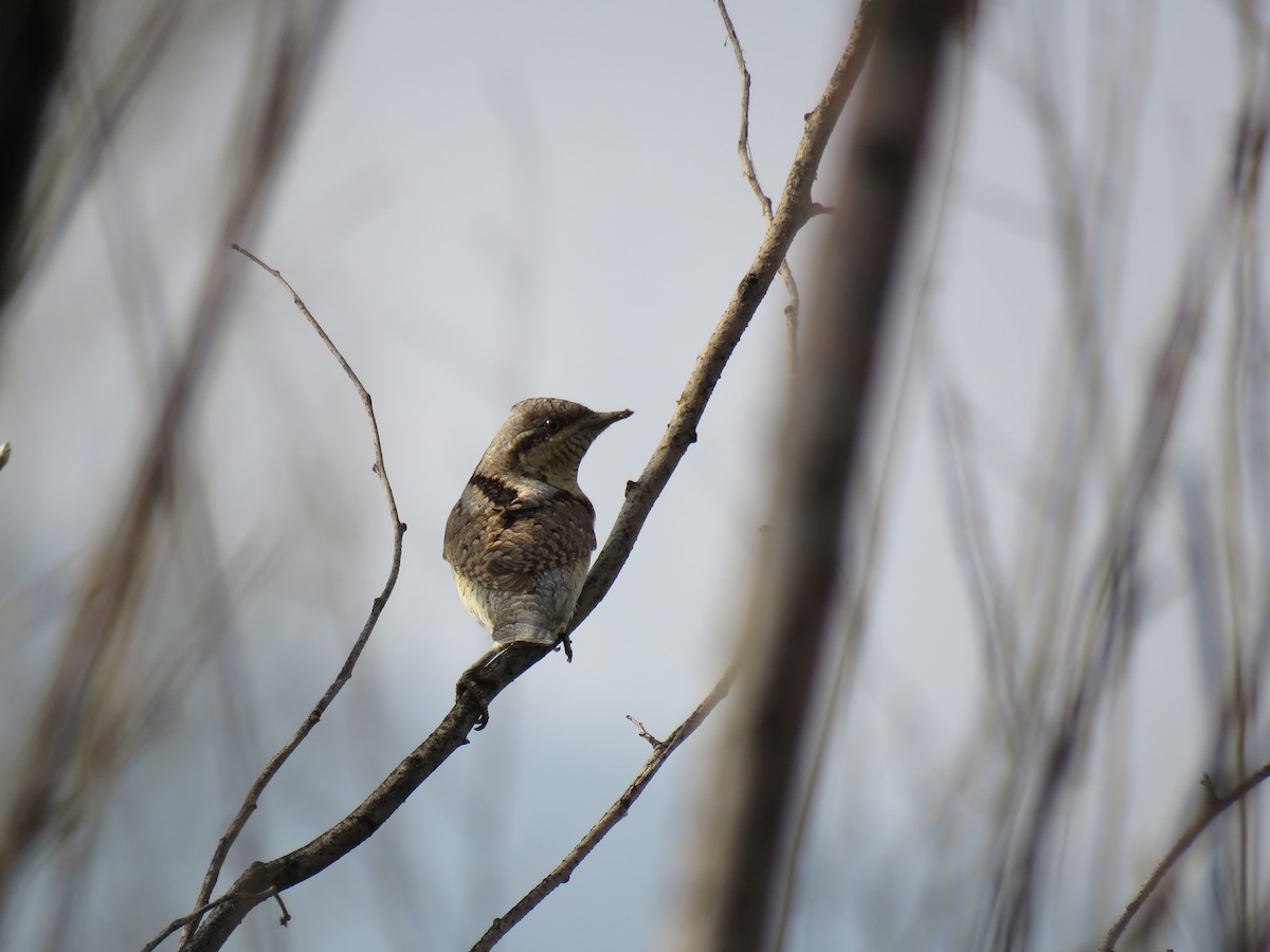 Eurasian Wryneck - ML147055561