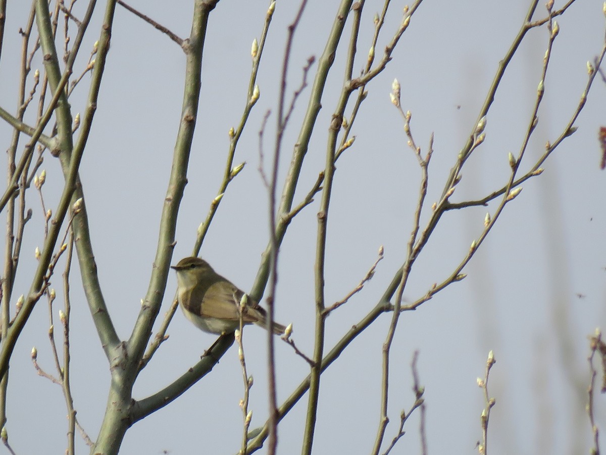 Common Chiffchaff - ML147055671