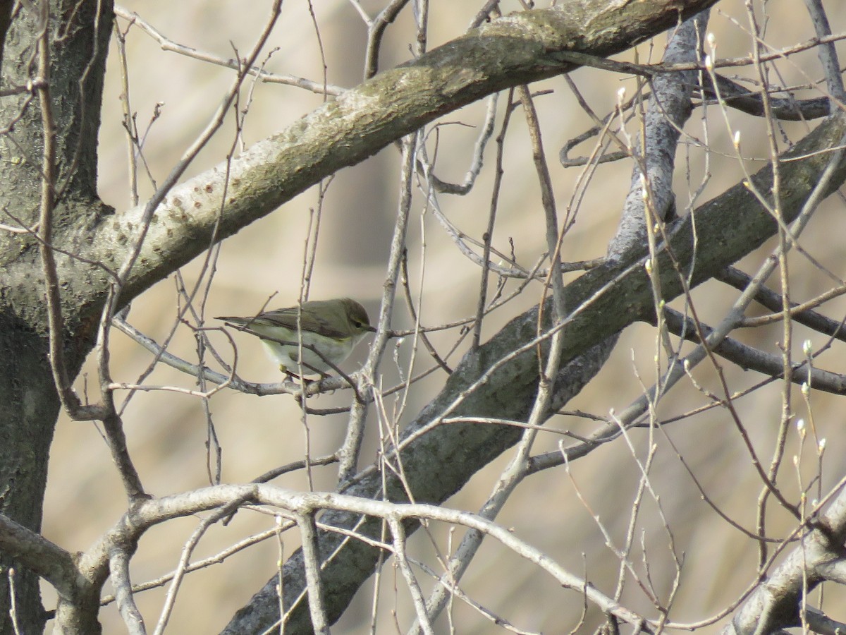 Common Chiffchaff - ML147055681