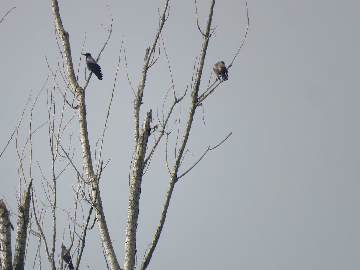 Hooded Crow - ML147055701