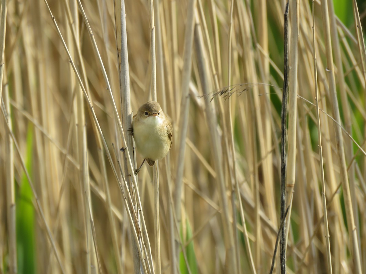 Common Reed Warbler - ML147055881