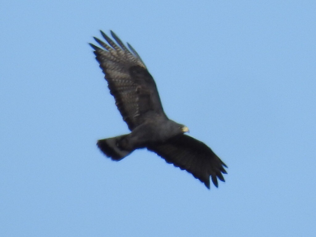 Zone-tailed Hawk - Brian Johnson