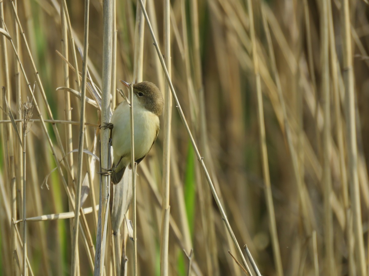 Common Reed Warbler - ML147055971