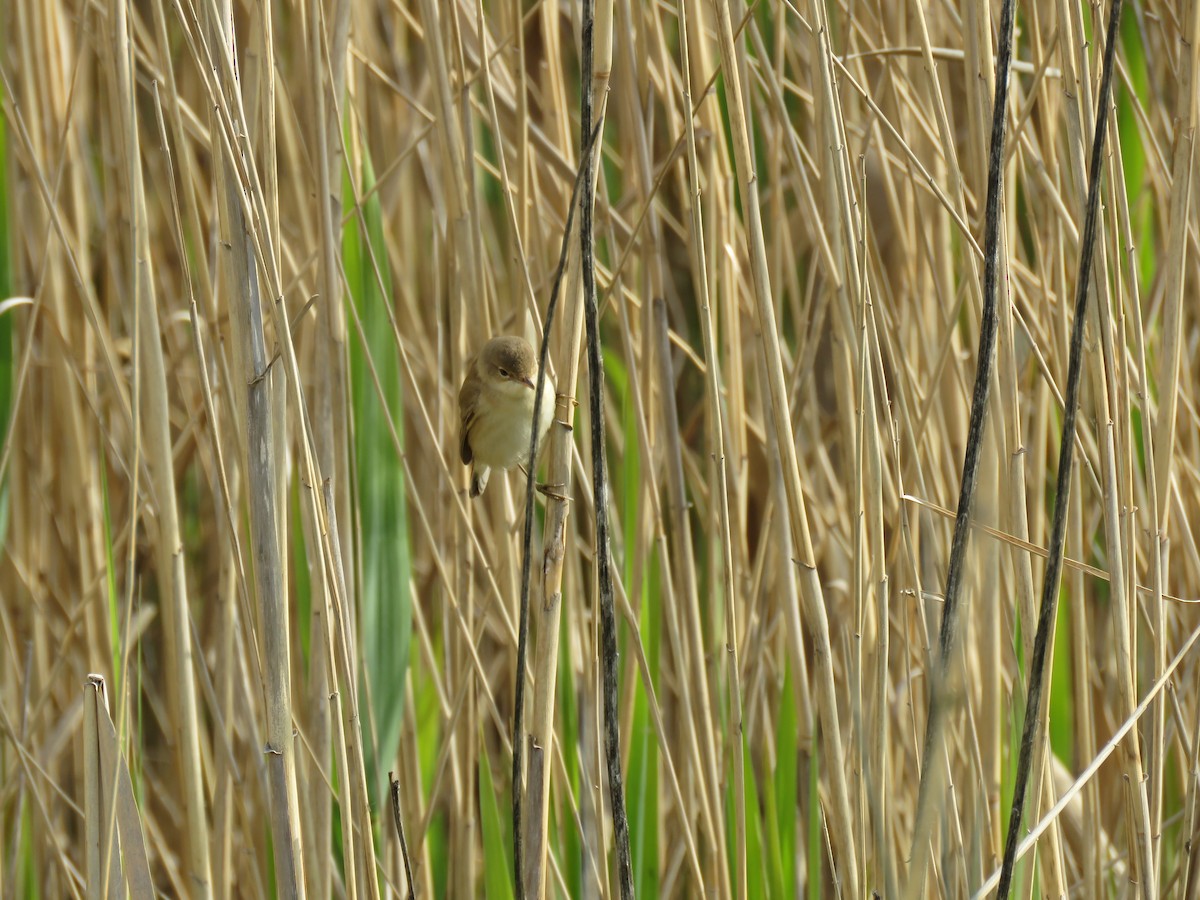 Common Reed Warbler - ML147055981