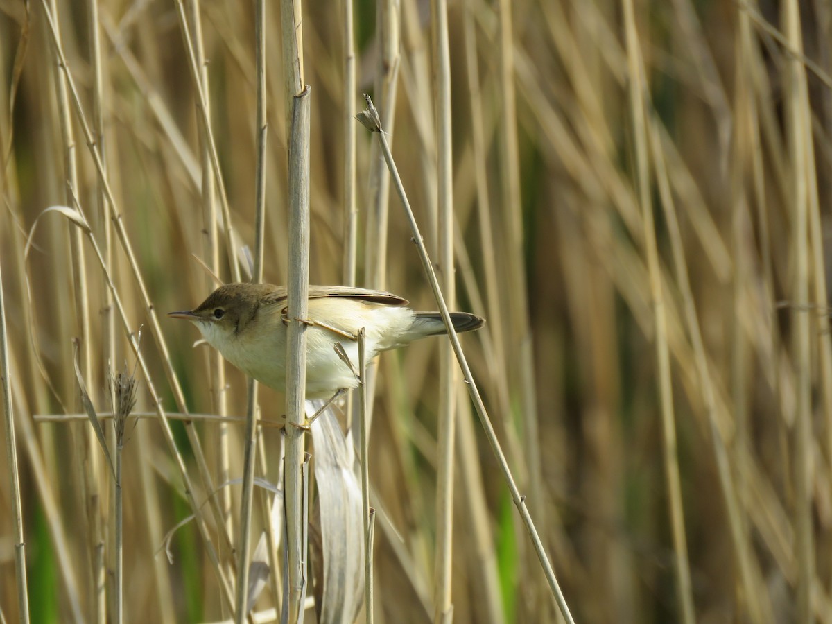 Common Reed Warbler - ML147055991