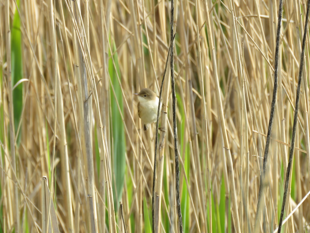 Common Reed Warbler - ML147056001