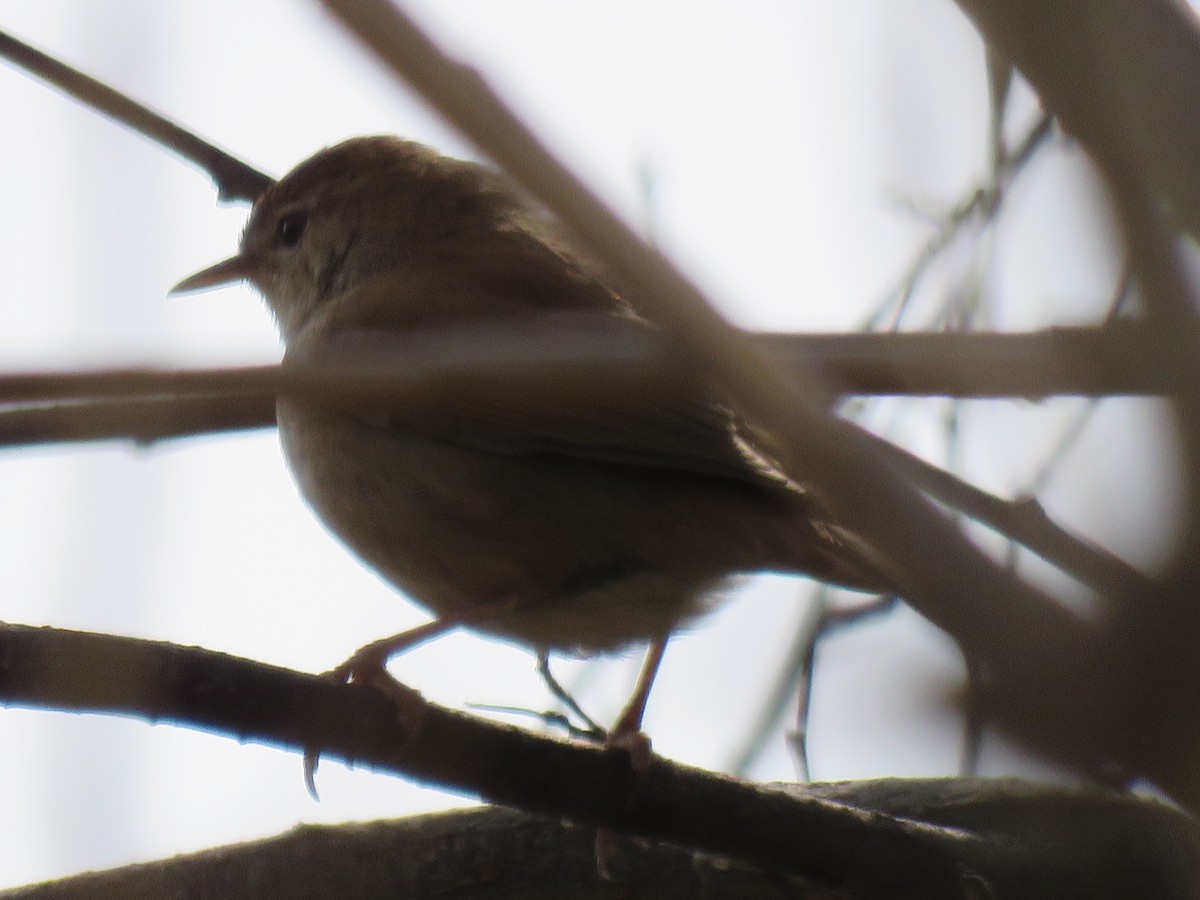 Cetti's Warbler - ML147056071