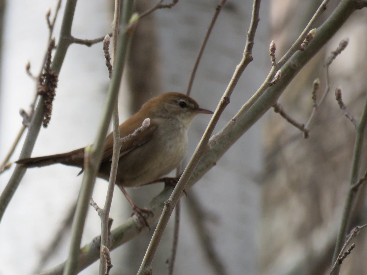 Cetti's Warbler - ML147056111