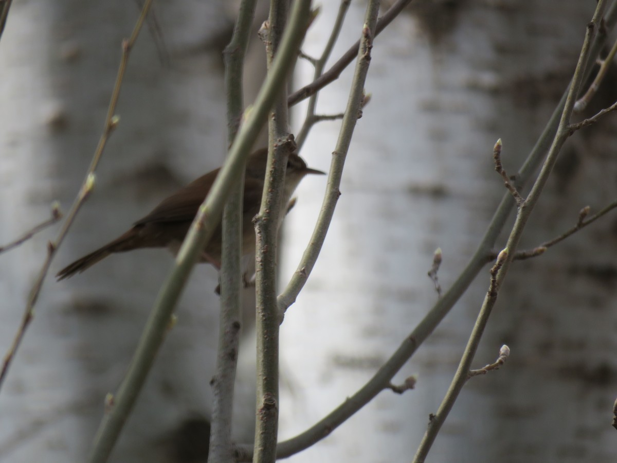 Cetti's Warbler - ML147056141