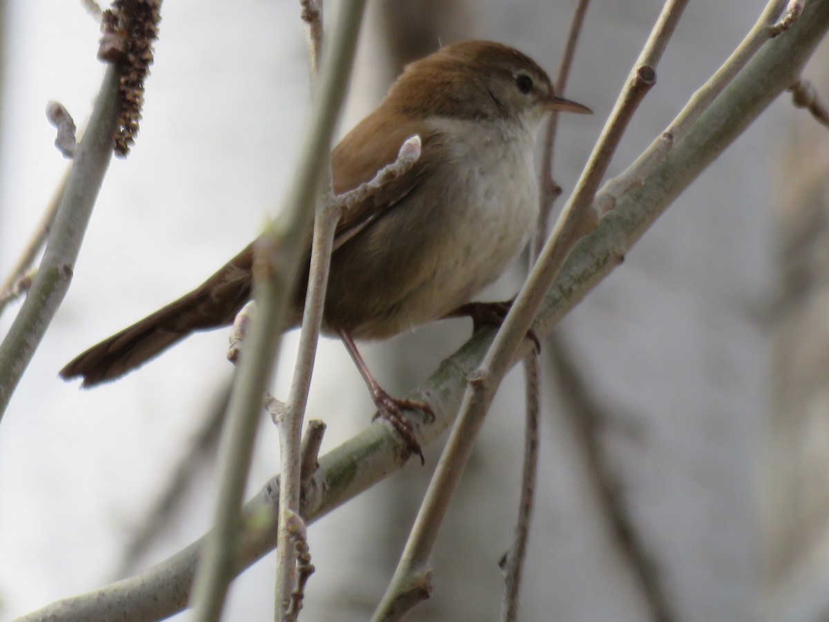 Cetti's Warbler - ML147056171