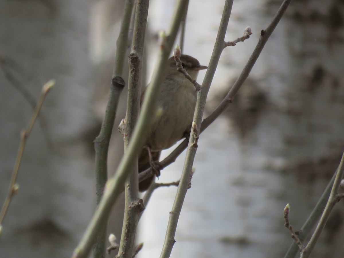 Cetti's Warbler - ML147056181