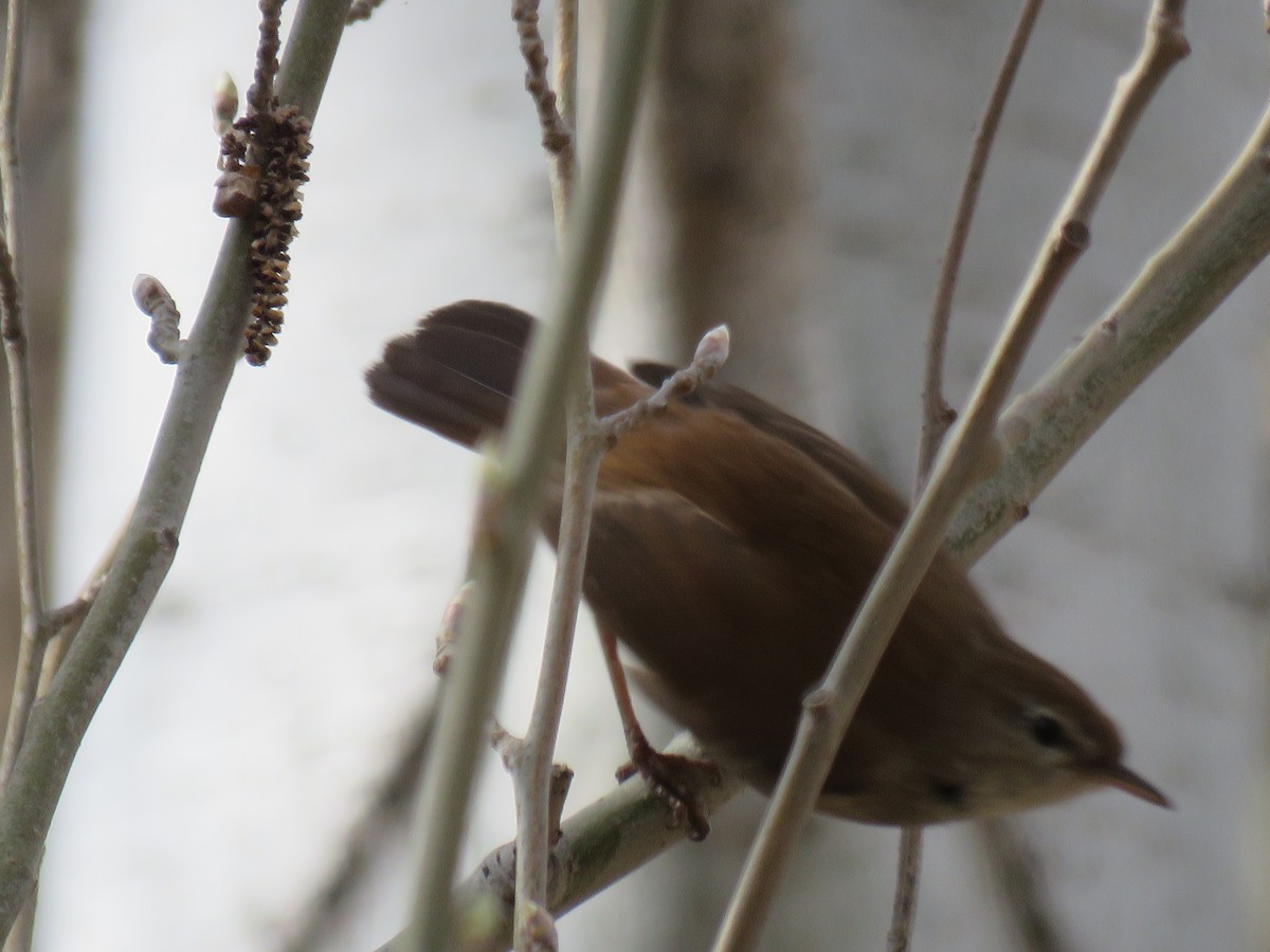 Cetti's Warbler - ML147056191