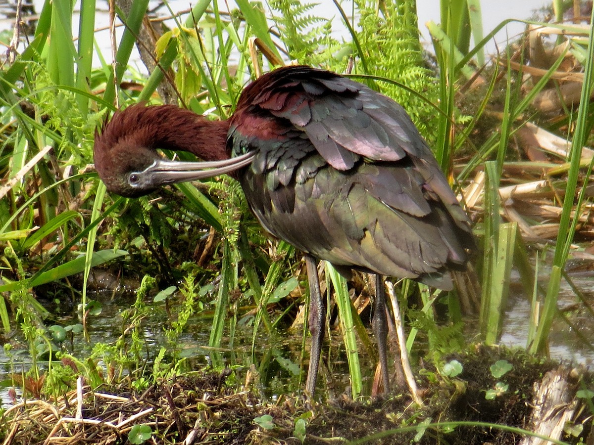 Glossy Ibis - ML147056671