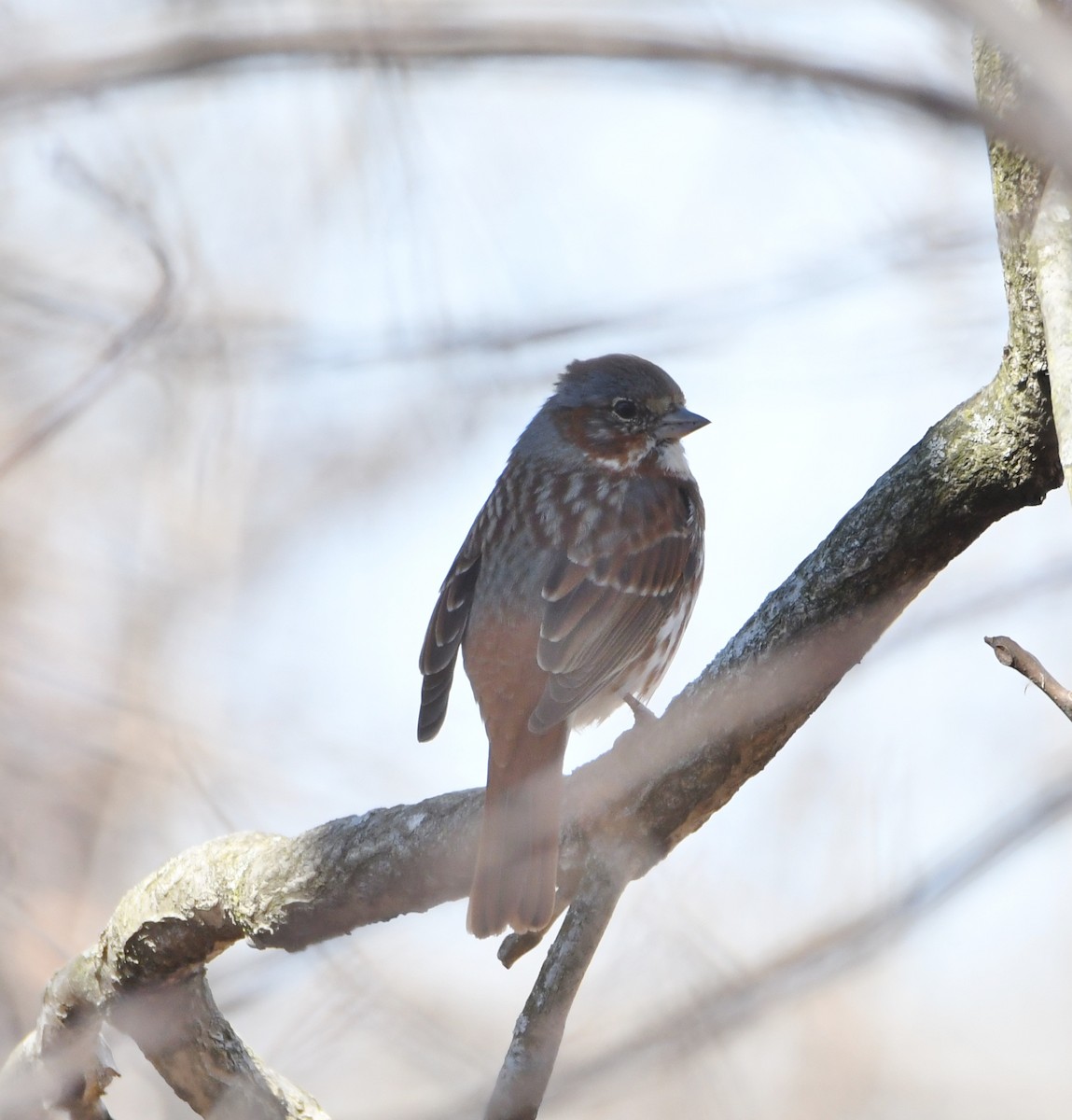 Fox Sparrow (Red) - ML147056891