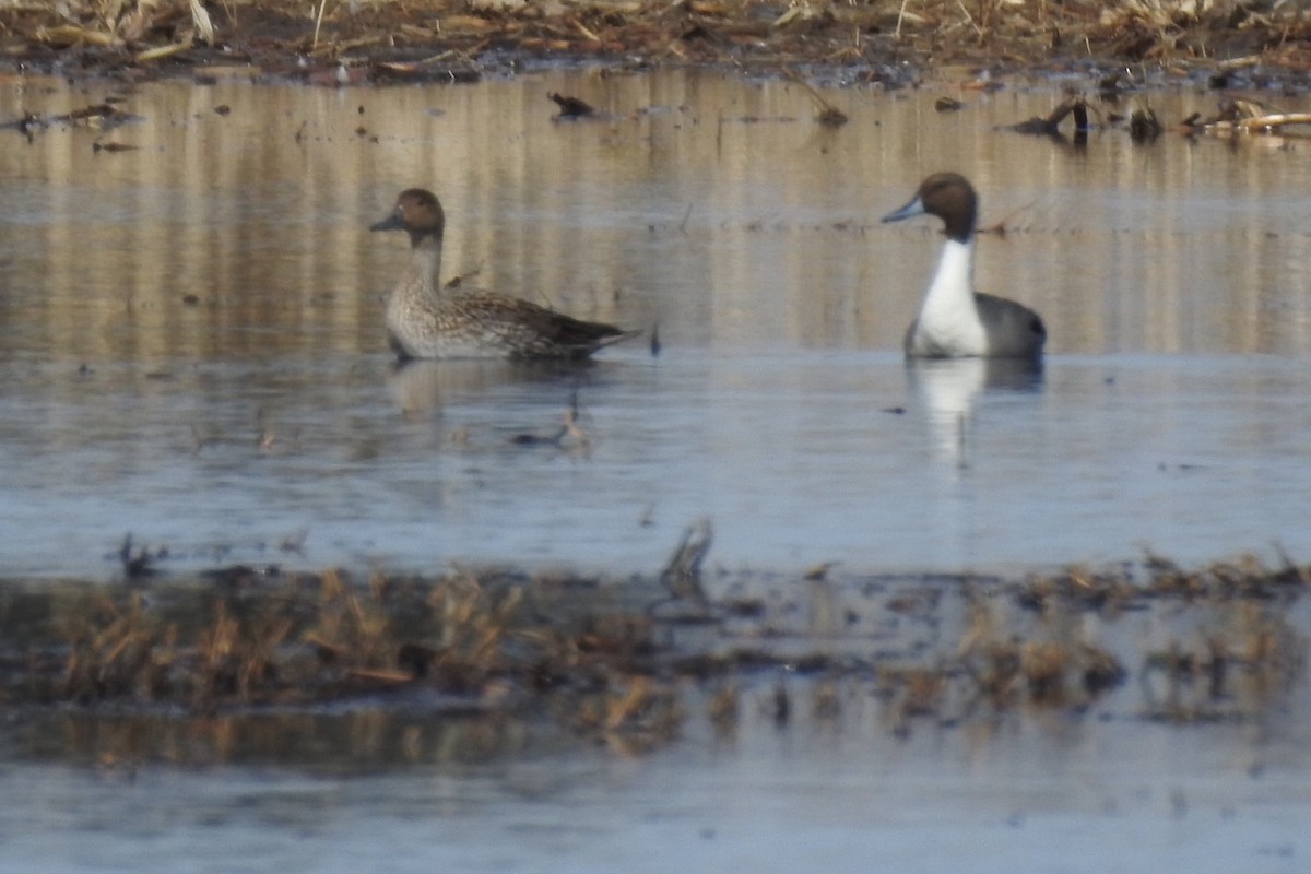 Northern Pintail - ML147057621