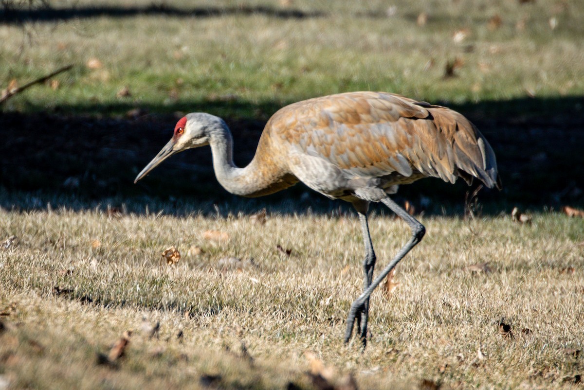 Grulla Canadiense - ML147059681