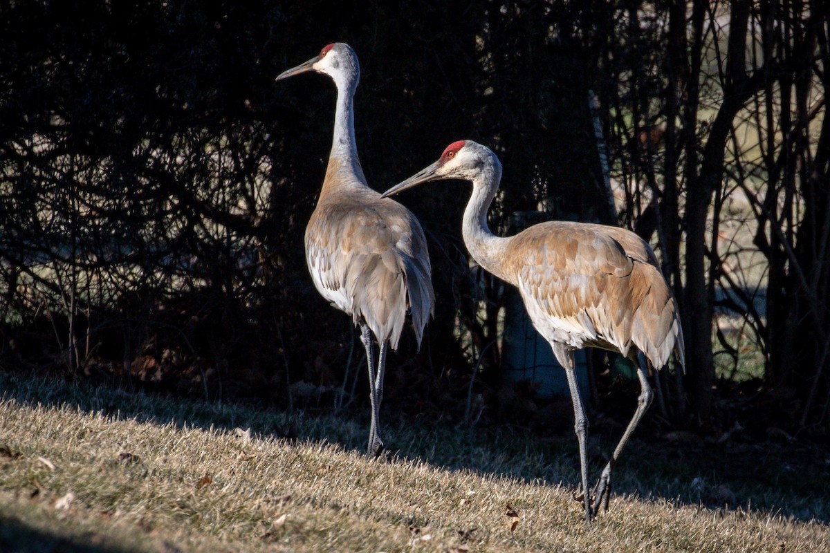 Grulla Canadiense - ML147059731