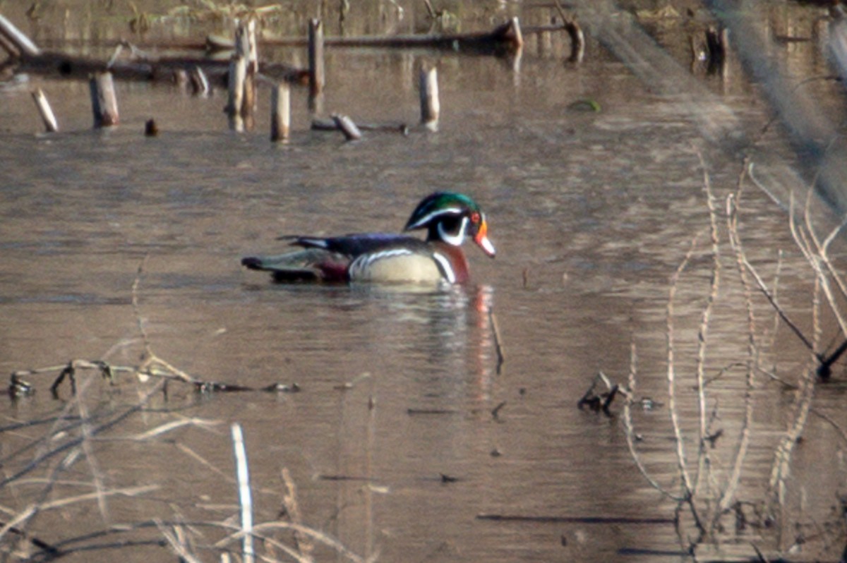 Wood Duck - ML147059881