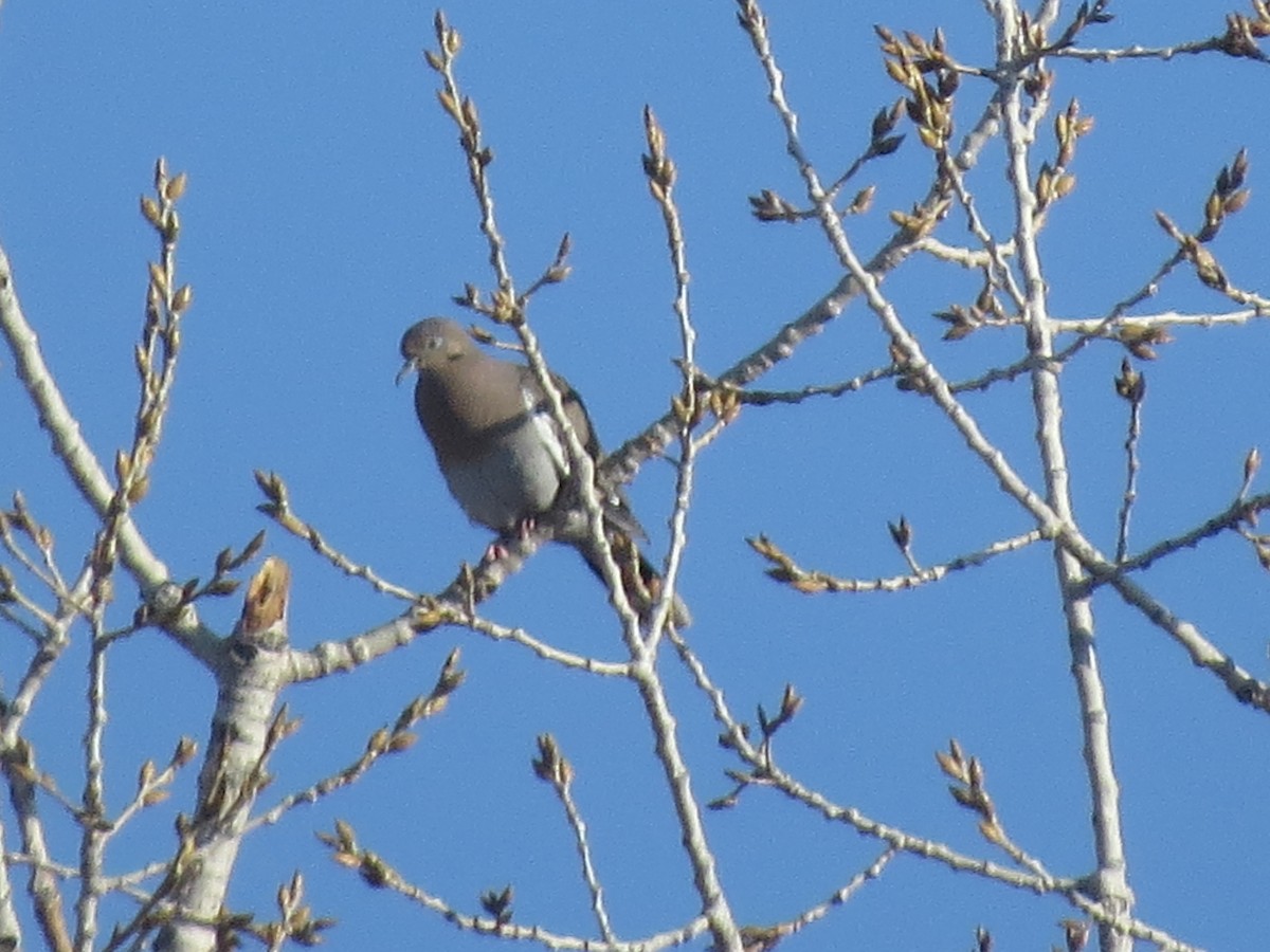 White-winged Dove - ML147060471