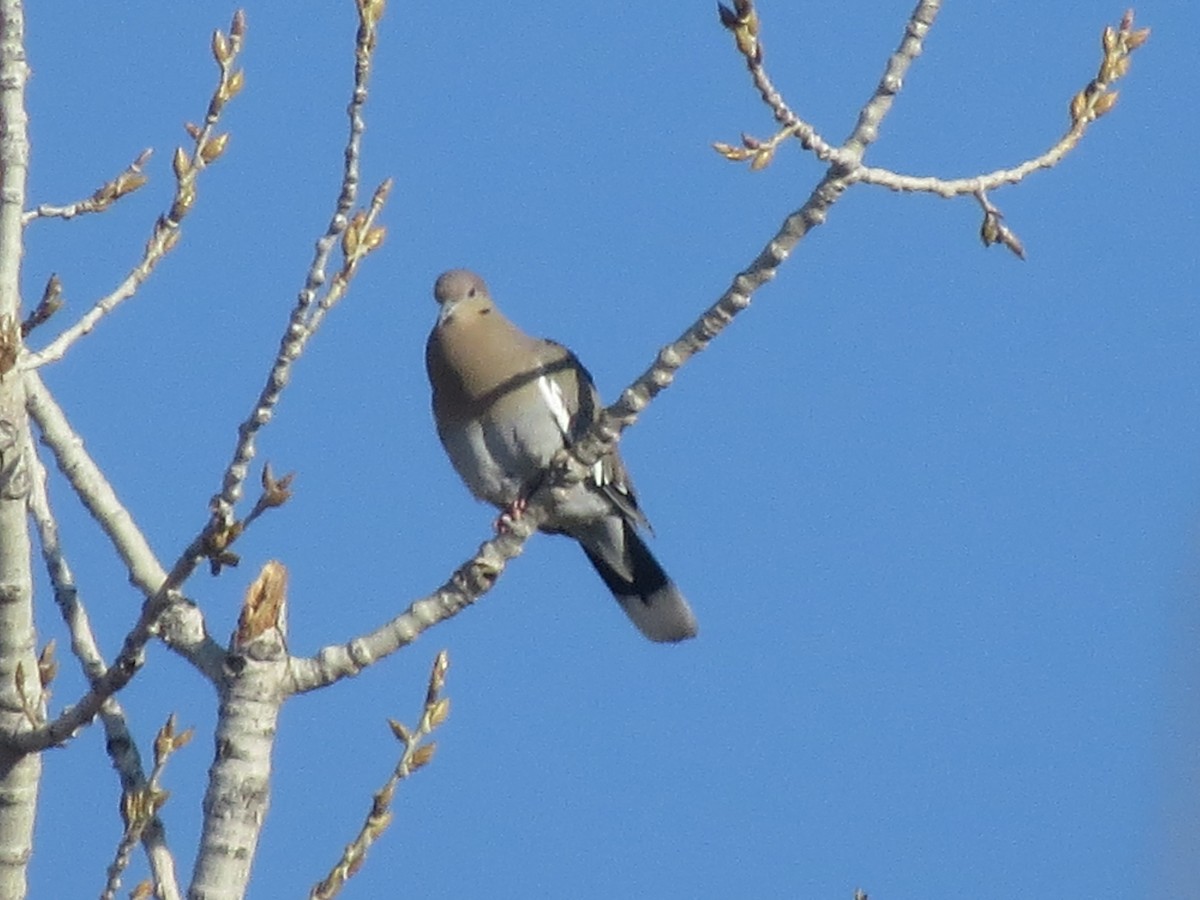 White-winged Dove - ML147060631